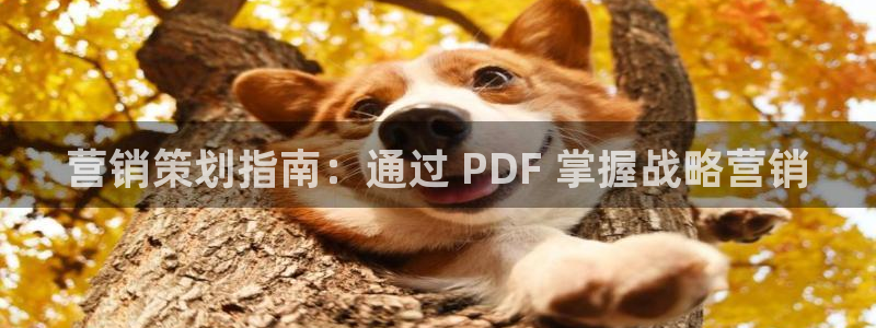 95必赢网址多少
